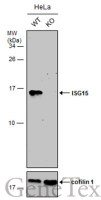 ISG15 antibody