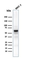 AKT1 antibody [rAKT1/2491]