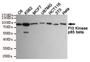 PI3 kinase p85 beta antibody [8D9-D5-F8]