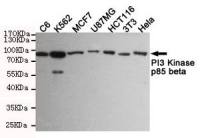 PI3 kinase p85 beta antibody [8D9-D5-F8]