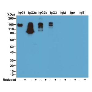Rabbit Anti-Mouse IgG (Fc) antibody [RM104]