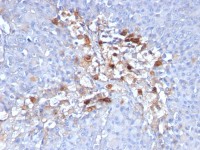 CD146 antibody [C146/634]