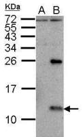 Influenza A virus NS2 / NEP antibody