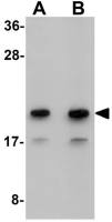 Mimitin antibody