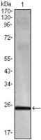 Interferon gamma antibody [3F1E3]