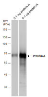 Protein A antibody (Biotin)