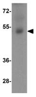 IZUMO1 antibody