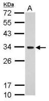 MRPS18B antibody