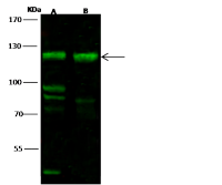 FBXO11 antibody
