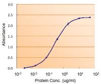GPX7 antibody, Internal