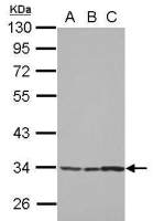 TSARG2 antibody