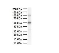 PRAME antibody, N-term