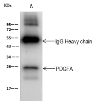 PDGFA antibody