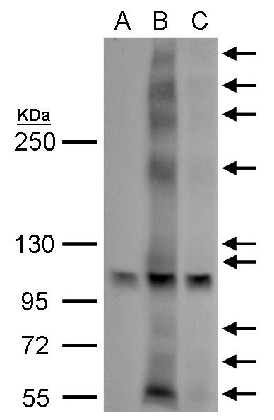 GPR30 antibody