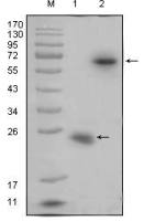 RSPO1 antibody [7A6]