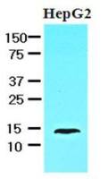 L-FABP antibody [2G4]