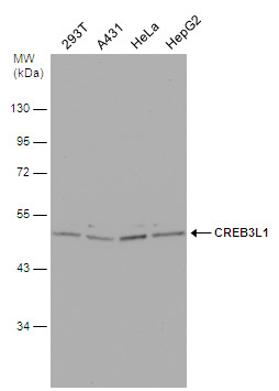 CREB3L1 antibody [C3], C-term