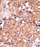 Rad9 (phospho Ser328) antibody