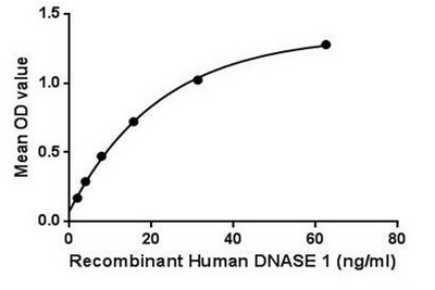 Human DNase I protein, His tag