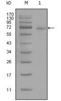 STAT3 antibody [7G3H4]