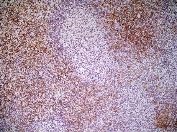 CD8 antibody [YTS169.4]