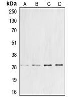 Cyclin G1 antibody