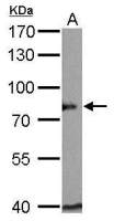 BAG3 antibody