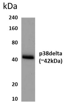 SAPK4 antibody [8J21]