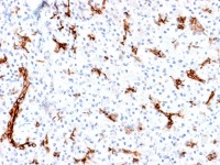 Mucin 6 antibody [MUC6/1553R]