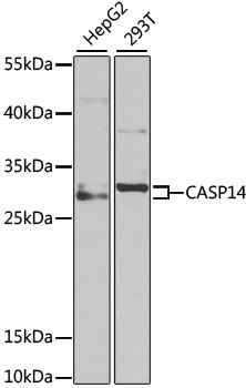 Caspase 14 antibody