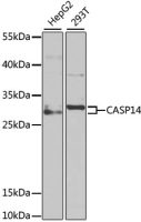 Caspase 14 antibody