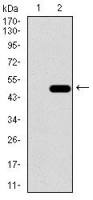PDE1B antibody [10B10B12]