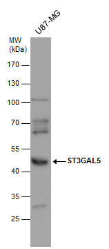 ST3GAL5 antibody