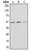 E2F1 (phospho Thr433) antibody