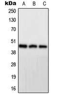 PPP1R7 antibody