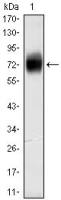 CD38 antibody [6E12D]