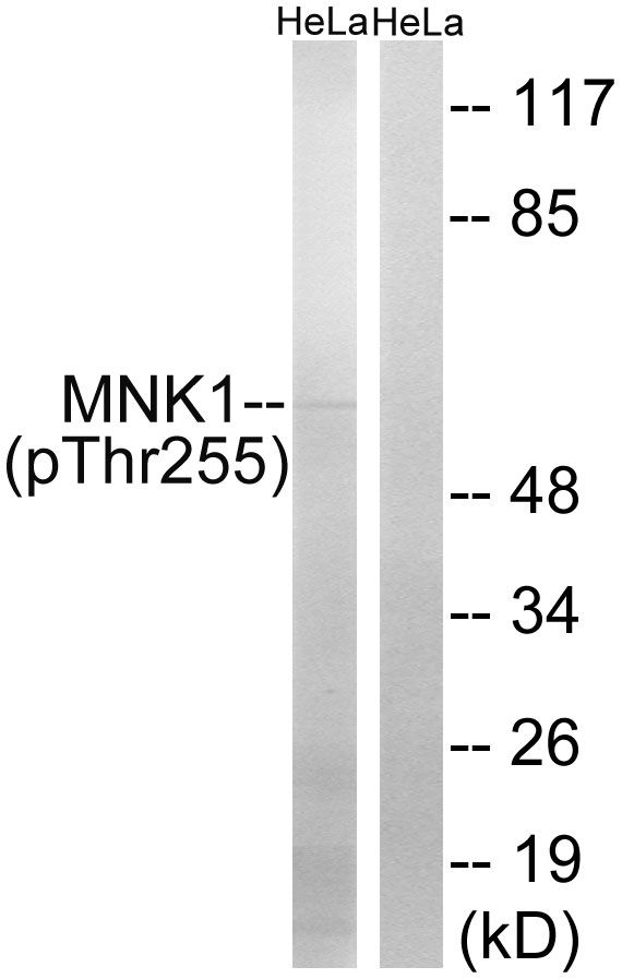 MNK1 (phospho Thr255) antibody