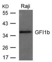 GFI1b antibody