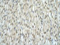 SLIRP antibody, N-term