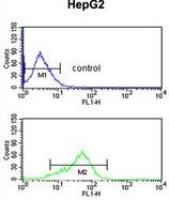BANK1 antibody, Internal