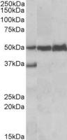 LSP1 antibody, C-term
