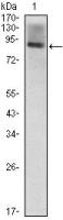 ICAM1 / CD54 antibody [6G12]