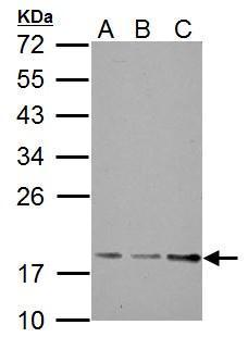 TRAPPC3 antibody