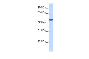 CCBL2 antibody, C-term