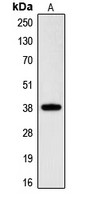CGR19 antibody