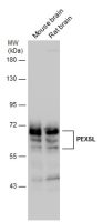 PEX5L antibody