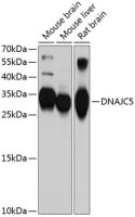 Cysteine String Protein alpha antibody