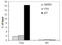HDAC3 antibody [GT9080]
