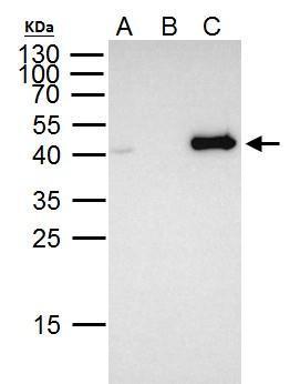 FOXE1 antibody
