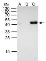 FOXE1 antibody